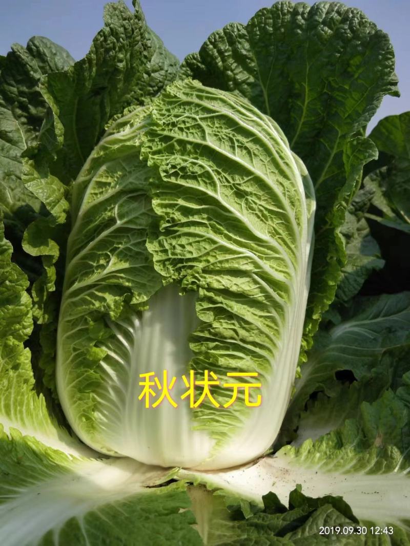 CR秋状元秋季高品质黄芯大白菜种子口感好内叶鲜黄白菜种籽