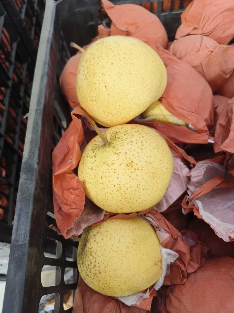 〔雪花梨〕货量充足长期供应【视频看货】代发全国