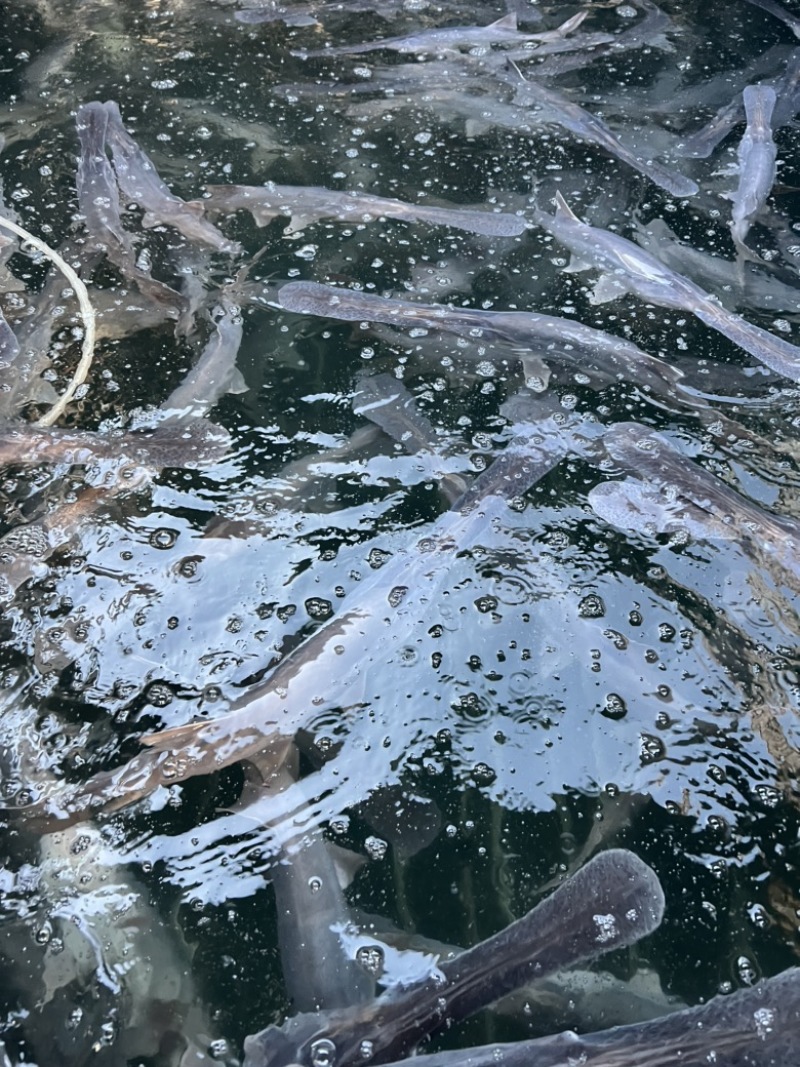 优质鸭嘴鱼出售一手货源广东基地直供质量保证欢迎订购