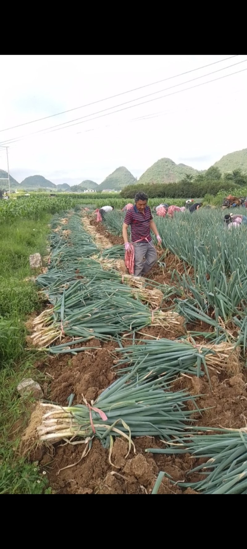 贵州爽爽精品大葱吃味好耐运输，欢迎老板们长期合作