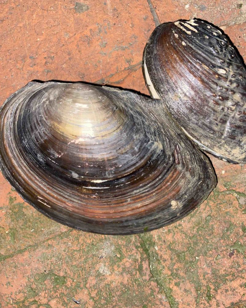 河蚌圆河蚌