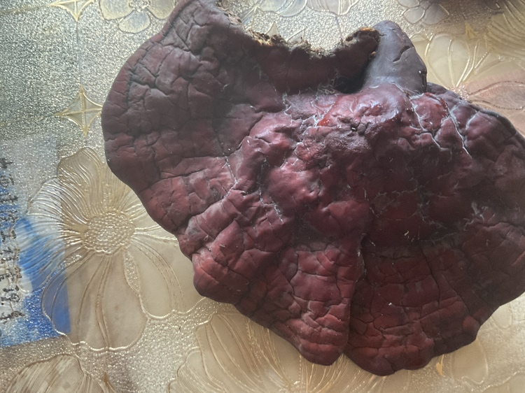 赤灵芝切片展示