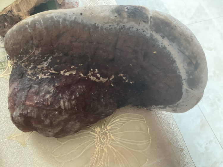 灵芝孢子粉产品展示