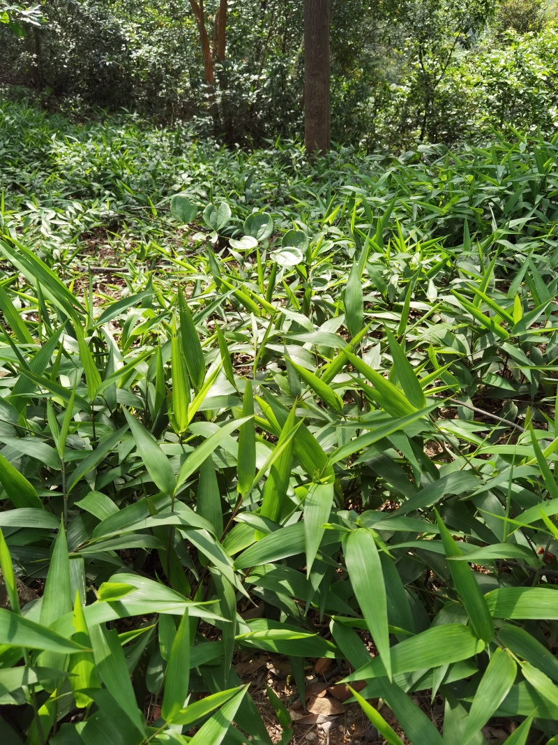 淡竹叶