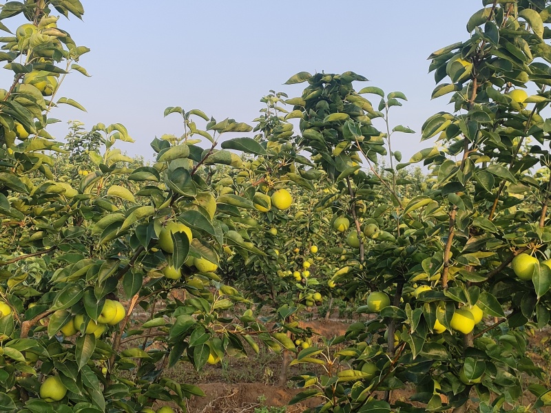 酥脆1号梨批发