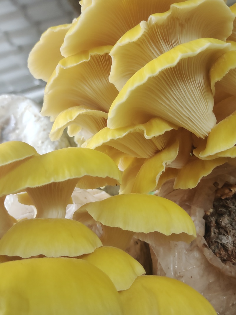 鸡油菌