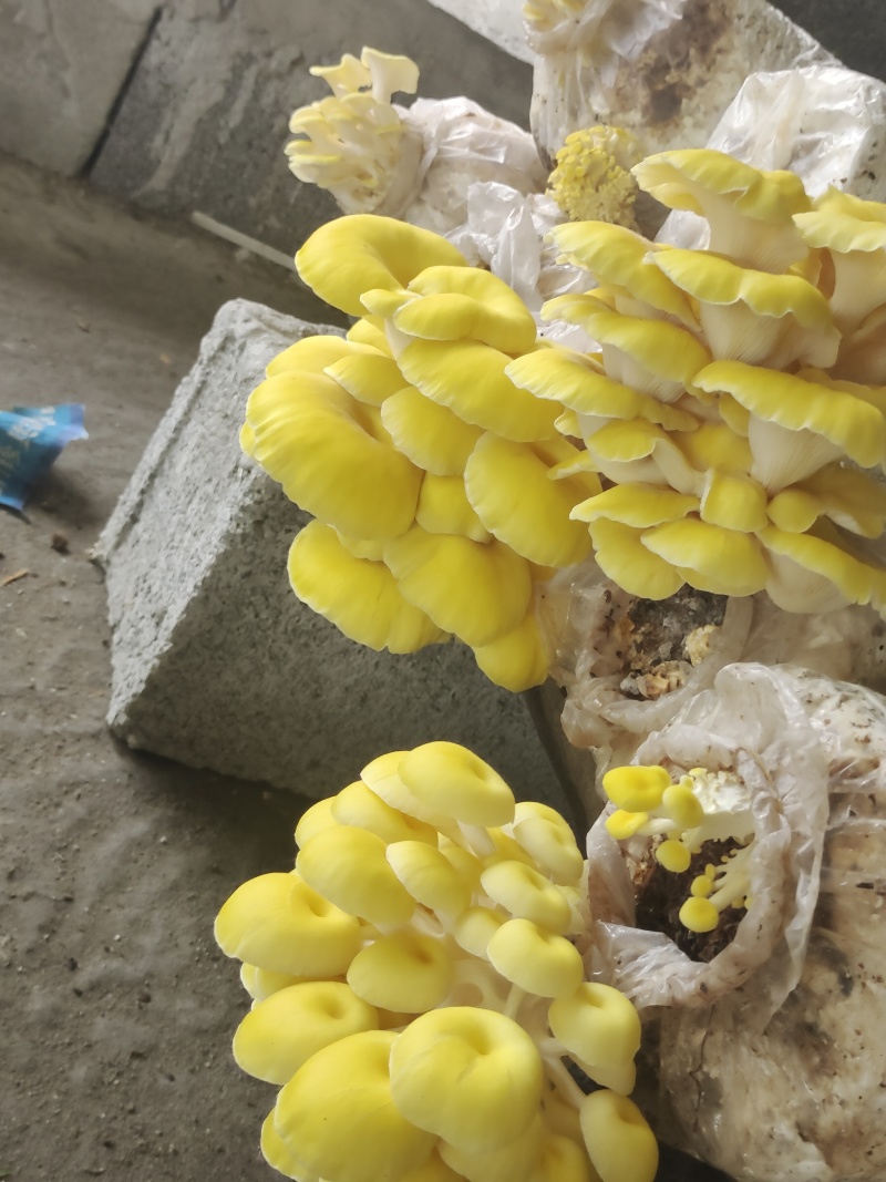 鸡油菌