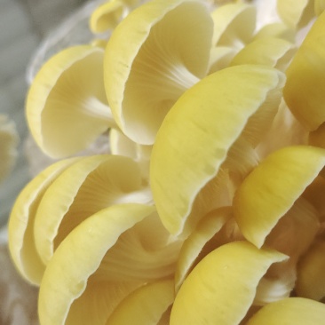 鸡油菌