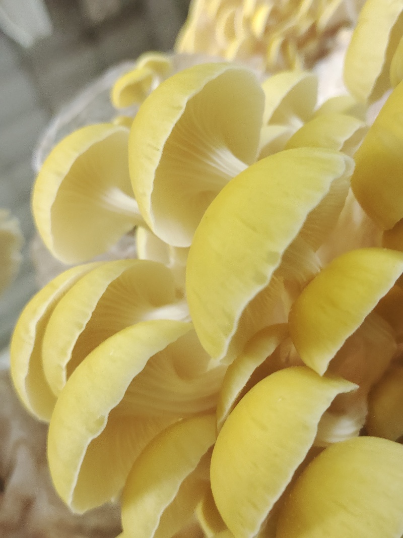 鸡油菌