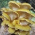 鸡油菌