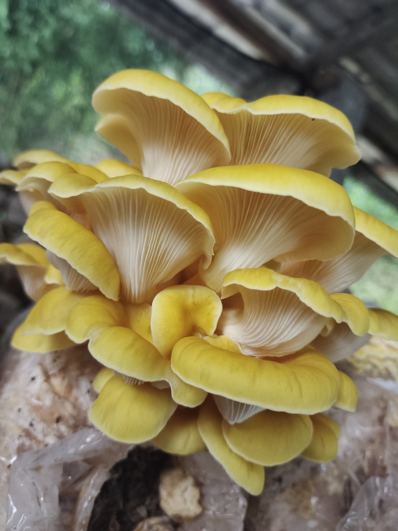 鸡油菌