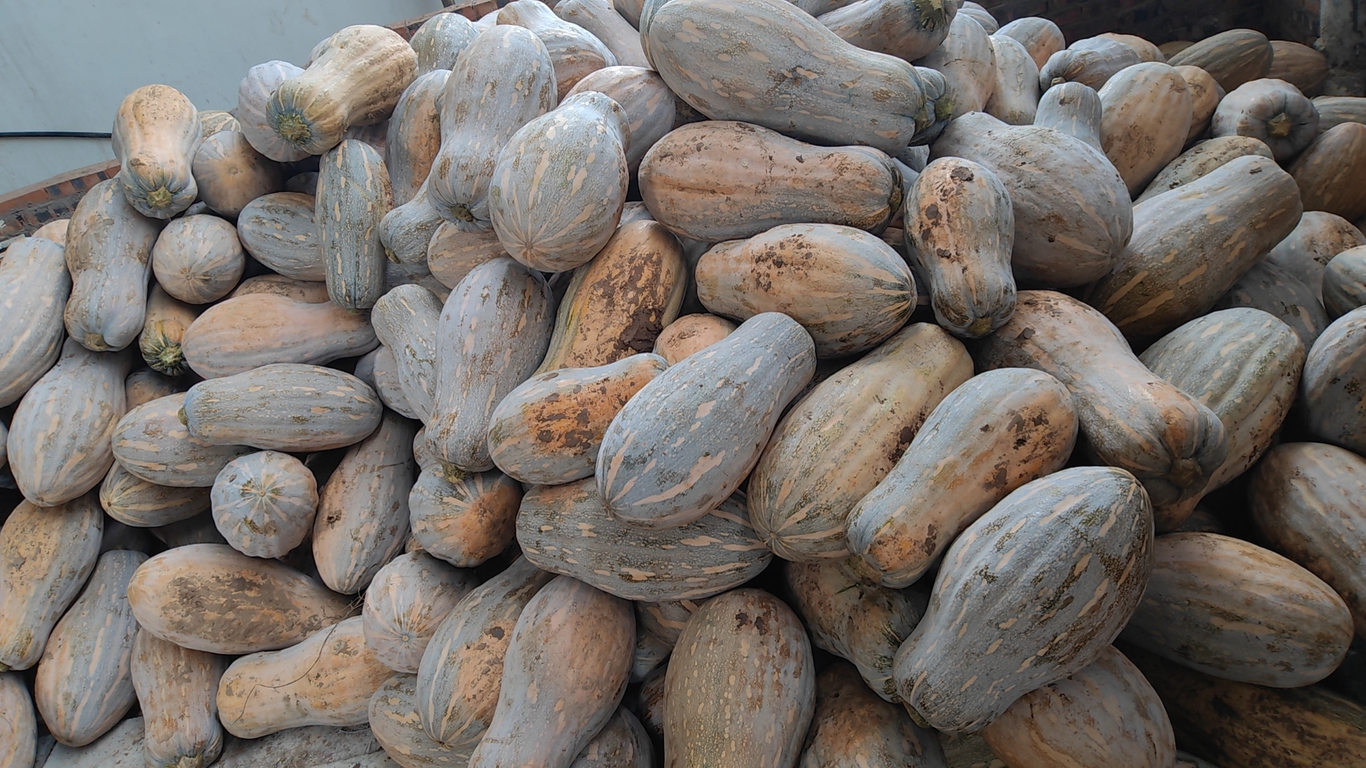 甜瓜褐斑病症状