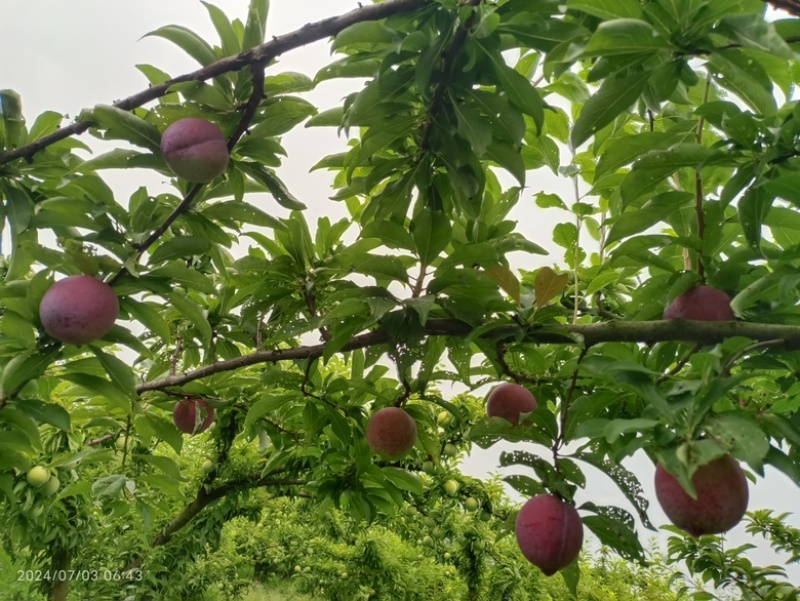 精选前卫红李，香甜多汁，唤醒您的味蕾