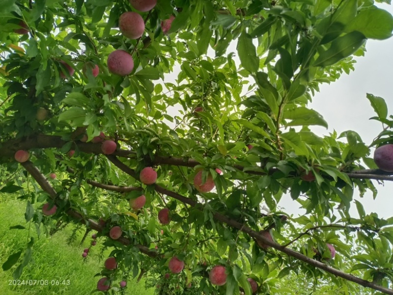 精选前卫红李，香甜多汁，唤醒您的味蕾