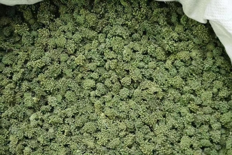 两年三七花三年三七花文山三七