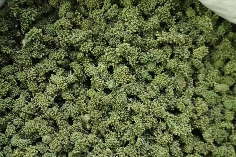 两年三七花三年三七花文山三七
