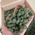 两年三七花三年三七花文山三七