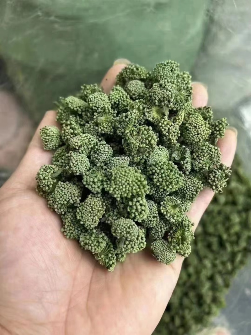 两年三七花三年三七花文山三七