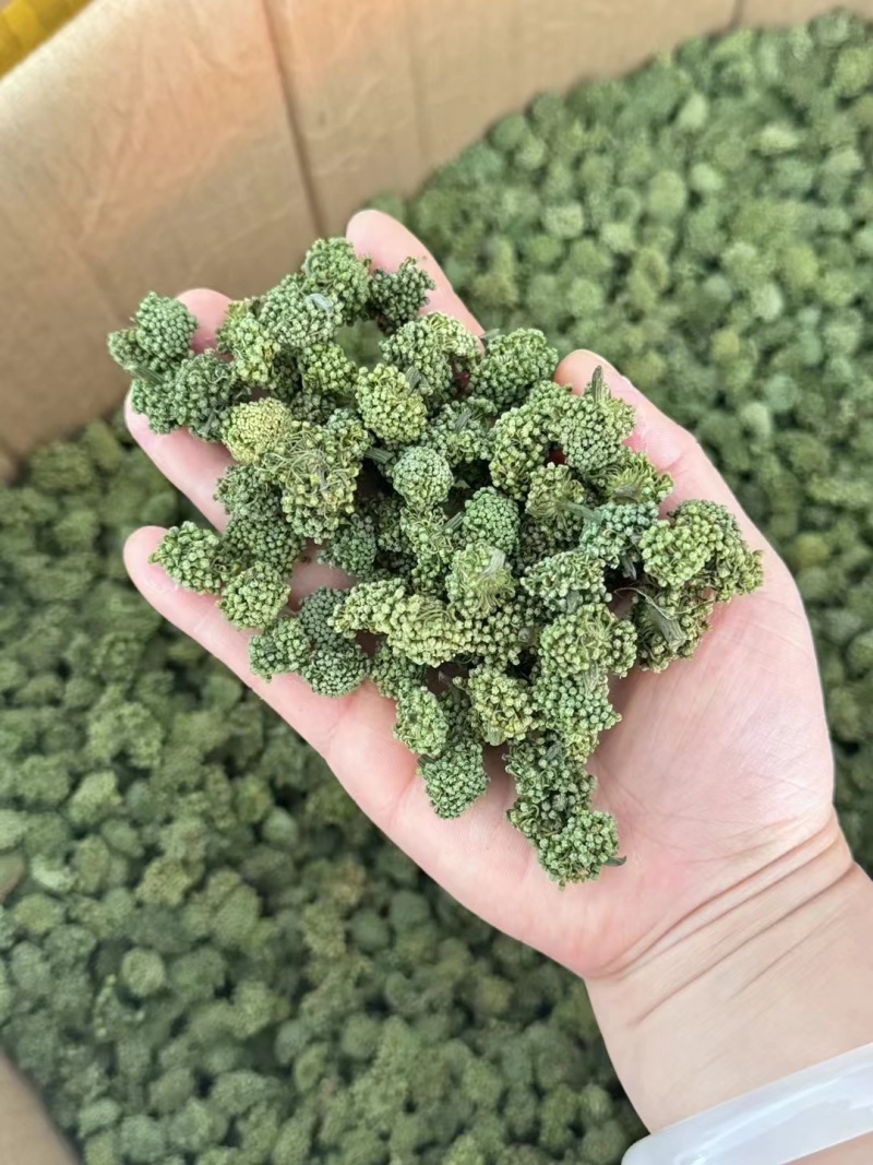 两年三七花三年三七花文山三七