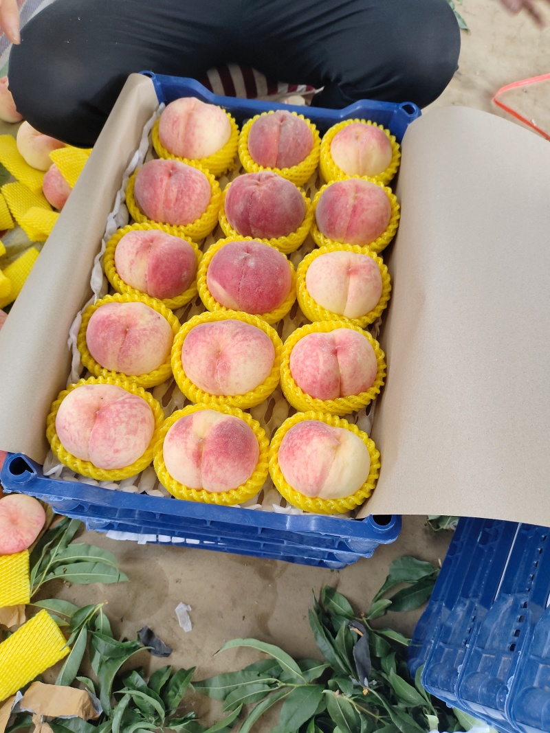 绿化九水蜜桃含糖量高产地一手货源市场精品连锁商超供应电商