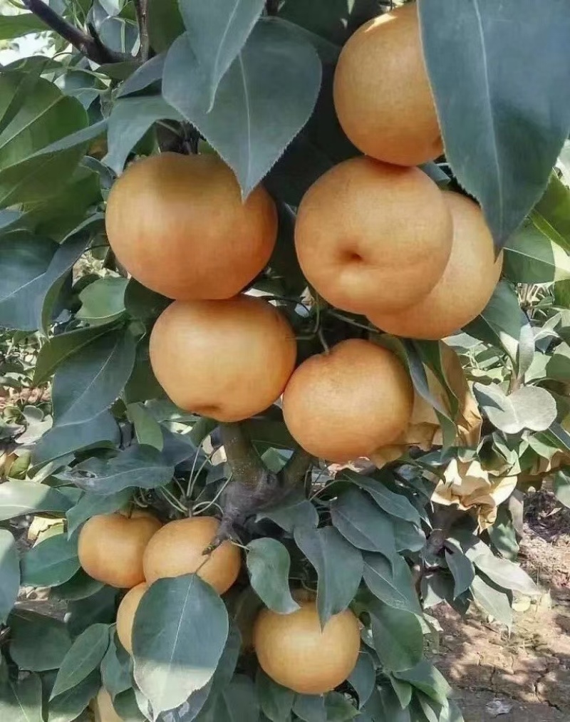 黄花梨产地直发，货源充足皮薄无渣。口感脆甜。全国代发