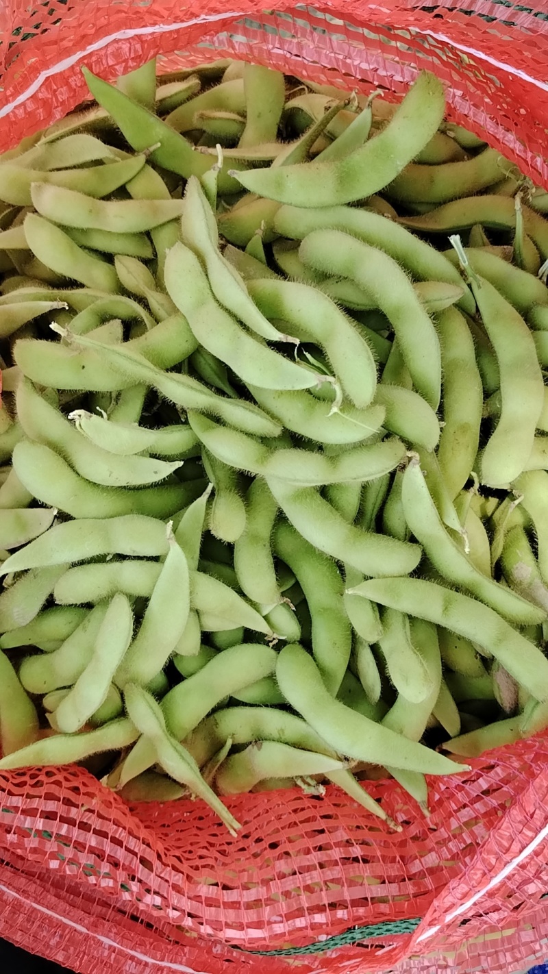 3号毛豆