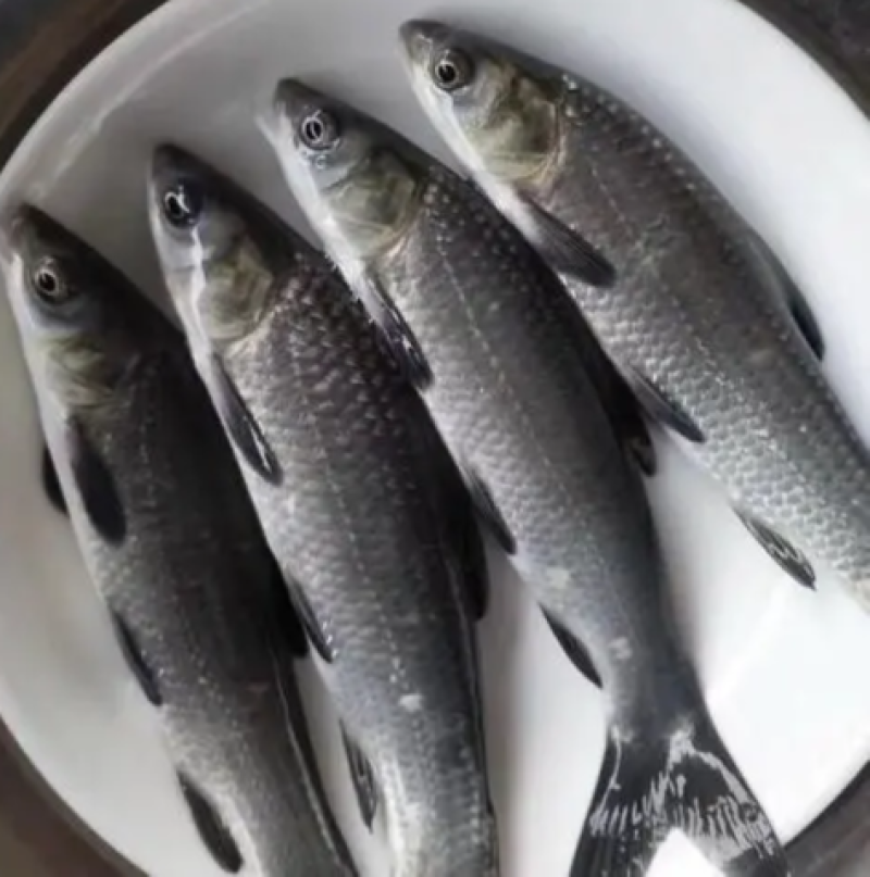 螺蛳青鱼苗特大型食用正宗青混灰草活体小螺蛳青鱼苗
