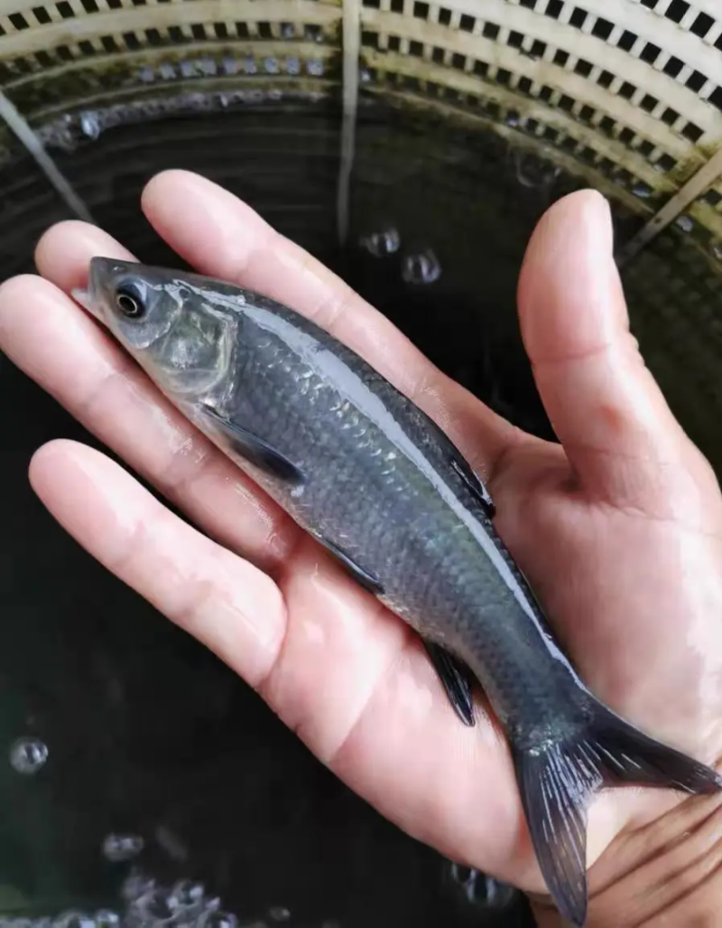 螺蛳青鱼苗特大型食用正宗青混灰草活体小螺蛳青鱼苗