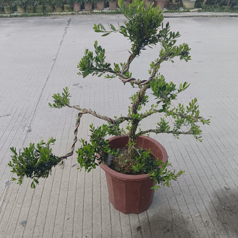 广东雀舌皱皮黄杨/造型小精品/福利29元/棵自提价。