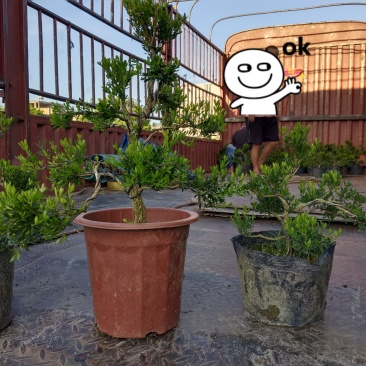 广东雀舌皱皮黄杨/造型小精品/福利29元/棵自提价。