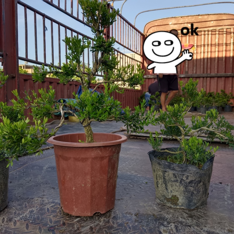 广东雀舌皱皮黄杨/造型小精品/福利29元/棵自提价。