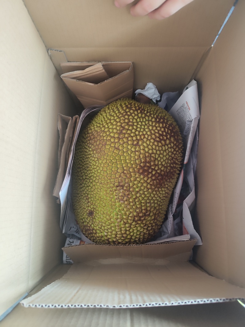 精品常有菠萝蜜鲜果珍珠菠萝蜜对接电商市场商超等各类客户