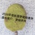 精品常有菠萝蜜鲜果珍珠菠萝蜜对接电商市场商超等各类客户