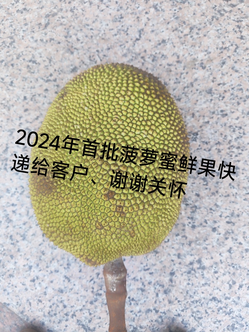 精品常有菠萝蜜鲜果珍珠菠萝蜜对接电商市场商超等各类客户