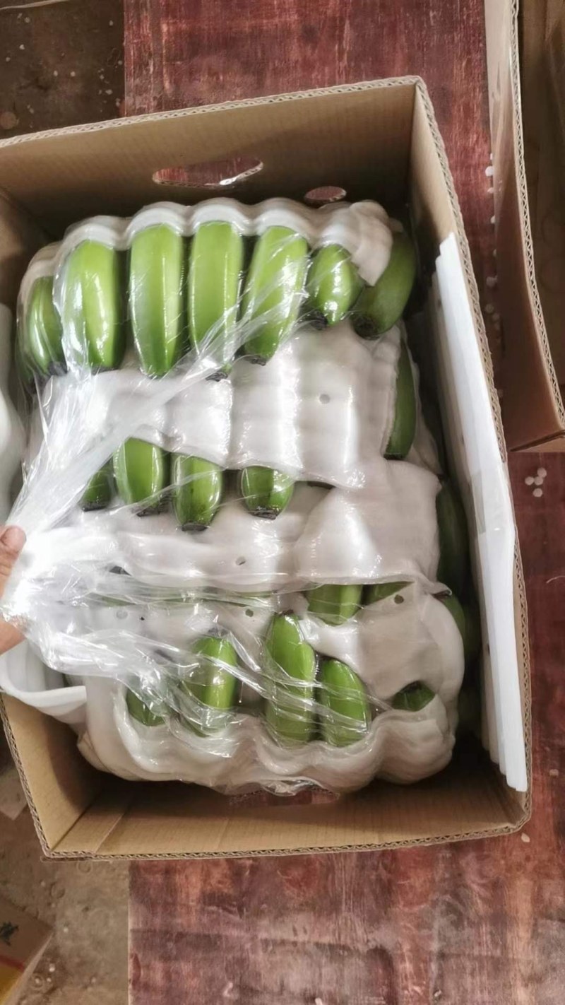 广西百色香蕉大量上市价格美丽量大从优欢迎老板来电