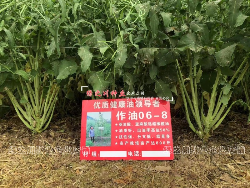作油068油菜种籽四川油菜籽种子油质好甘蓝型油菜一碗菜籽