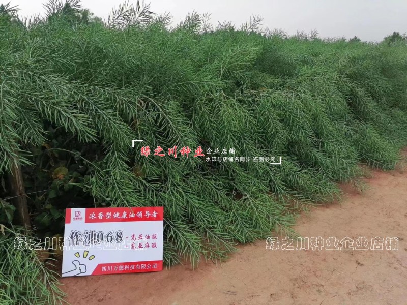 作油068油菜种籽四川油菜籽种子油质好甘蓝型油菜一碗菜籽