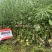 作油068油菜种籽四川油菜籽种子油质好甘蓝型油菜一碗菜籽