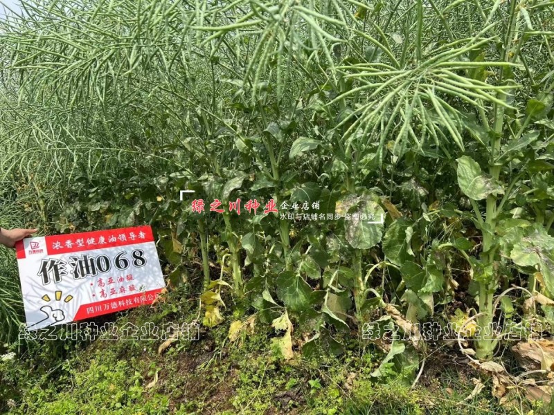 作油068油菜种籽四川油菜籽种子油质好甘蓝型油菜一碗菜籽
