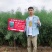 作油068油菜种籽四川油菜籽种子油质好甘蓝型油菜一碗菜籽
