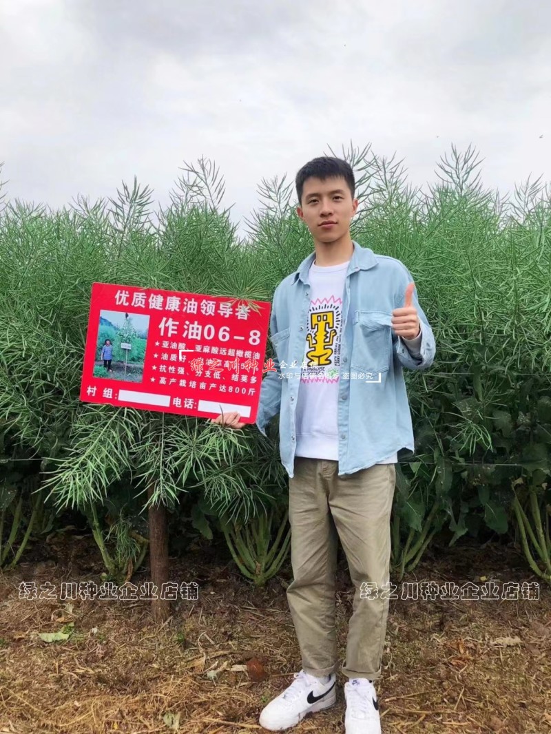 作油068油菜种籽四川油菜籽种子油质好甘蓝型油菜一碗菜籽