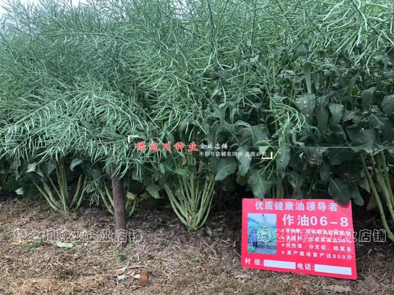 作油068油菜种籽四川油菜籽种子油质好甘蓝型油菜一碗菜籽