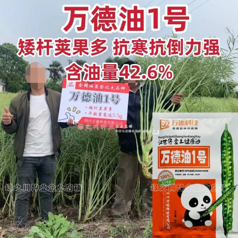 万德油1号油菜籽种子矮杆荚多优质浓香型油菜种子出油高抗寒