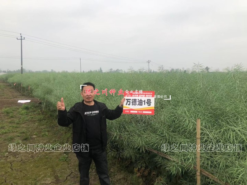 万德油1号油菜籽种子矮杆荚多优质浓香型油菜种子出油高抗寒