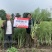 万德油1号油菜籽种子矮杆荚多优质浓香型油菜种子出油高抗寒