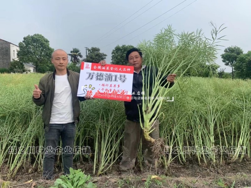 万德油1号油菜籽种子矮杆荚多优质浓香型油菜种子出油高抗寒