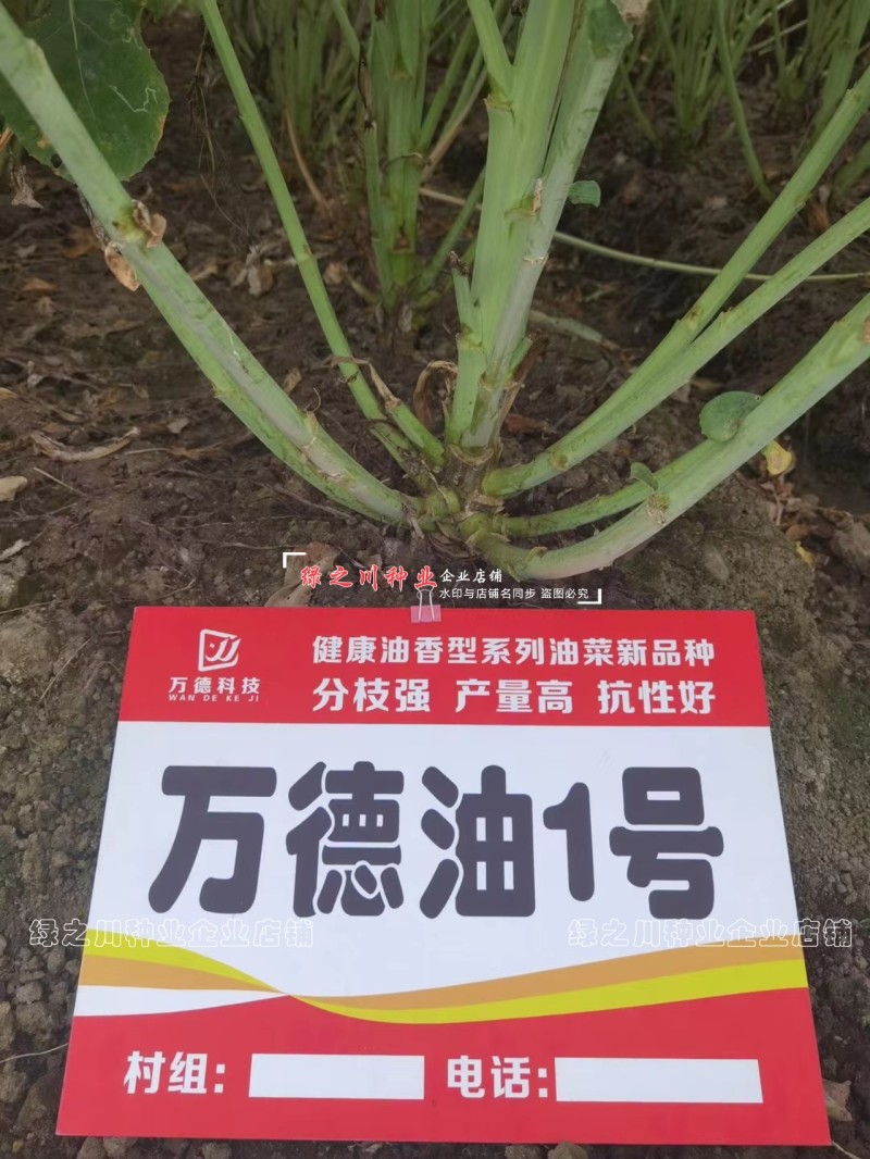 万德油1号油菜籽种子矮杆荚多优质浓香型油菜种子出油高抗寒