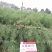 万德油1号油菜籽种子矮杆荚多优质浓香型油菜种子出油高抗寒