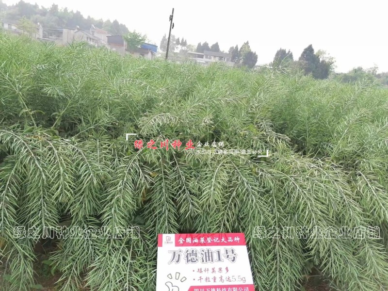 万德油1号油菜籽种子矮杆荚多优质浓香型油菜种子出油高抗寒