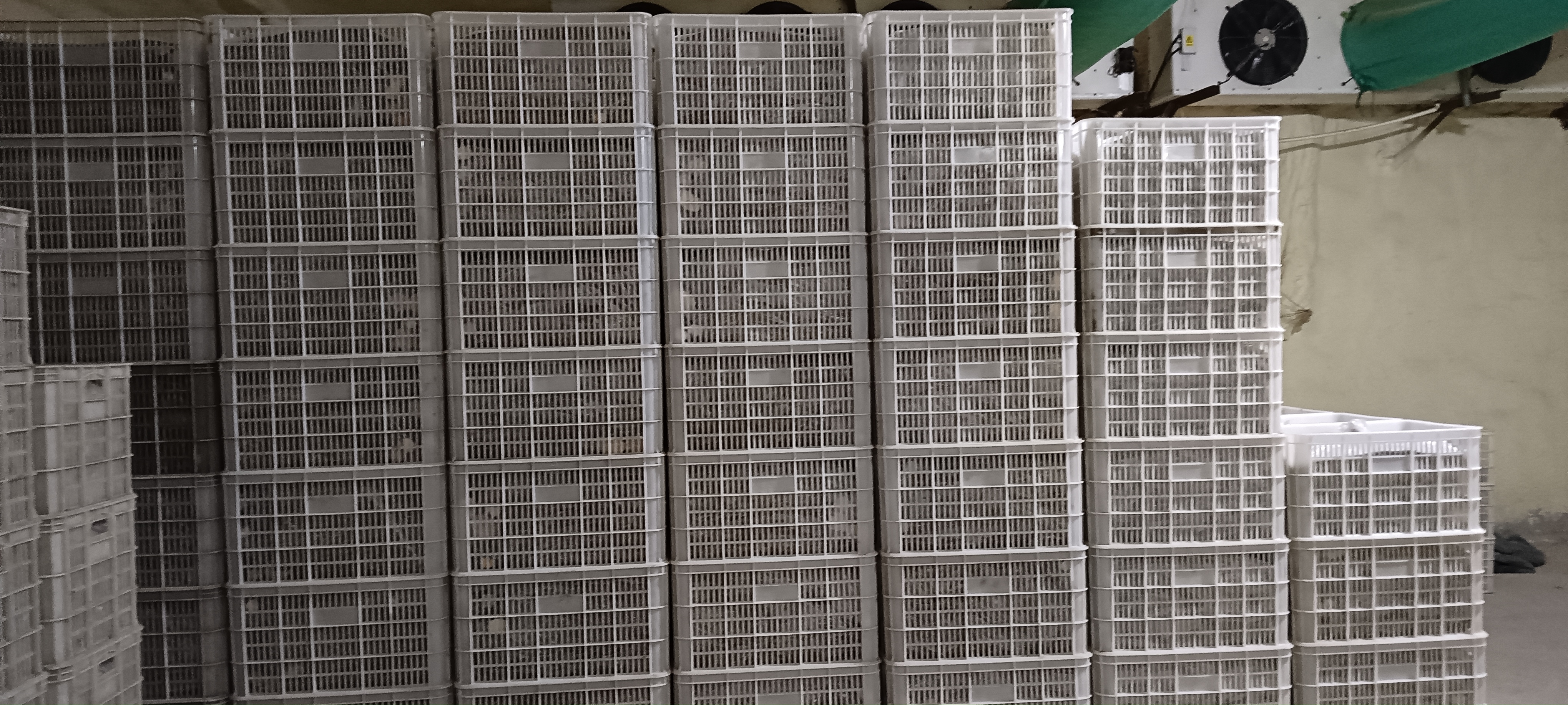 山药沙埋储存示意图